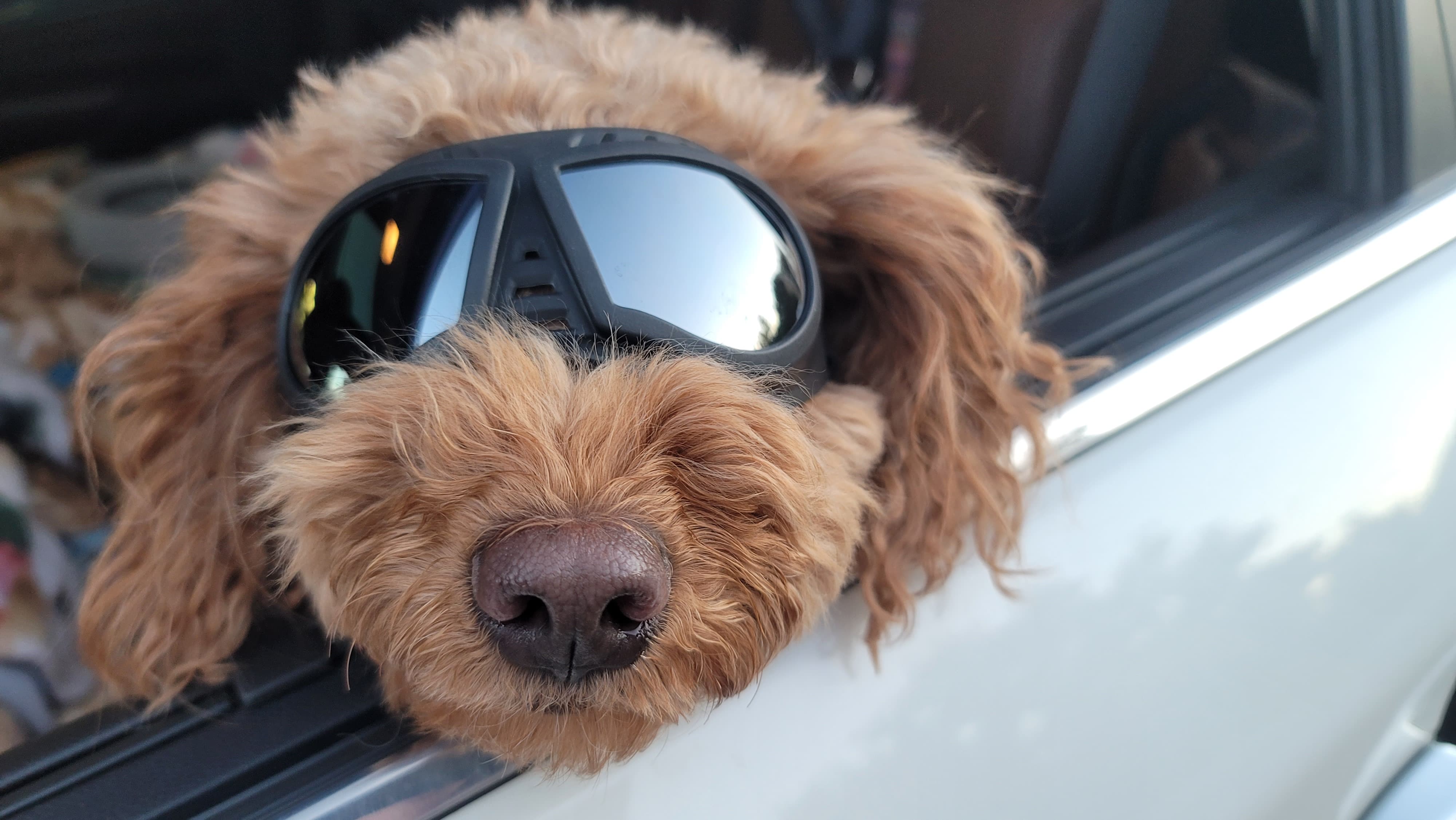 Penny the mini-goldendoodle in her doggles, riding in the car